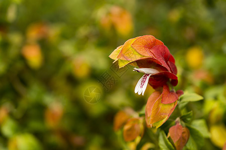 红虾衣花植物背景图片
