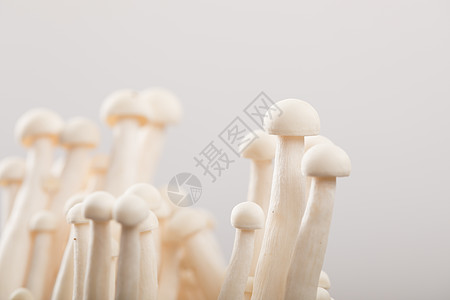 菌类白玉菇蔬菜小松菇高清图片