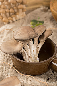 菌类平菇图片