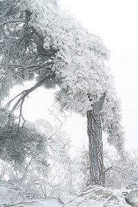 庐山雾凇背景图片