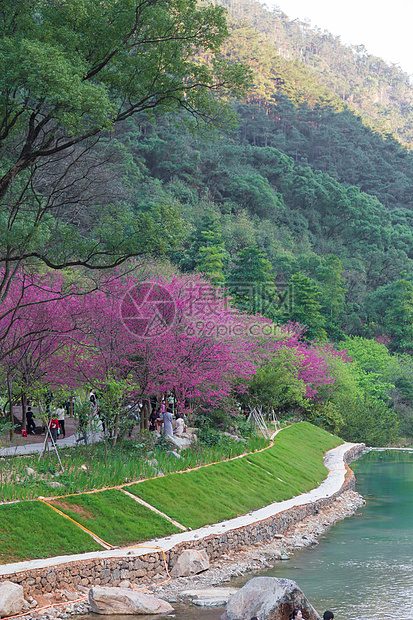 福州樱花园图片