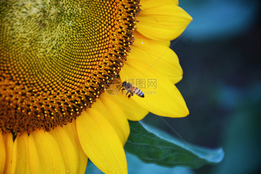 ‘~在向日葵上的蜜蜂  ~’ 的图片