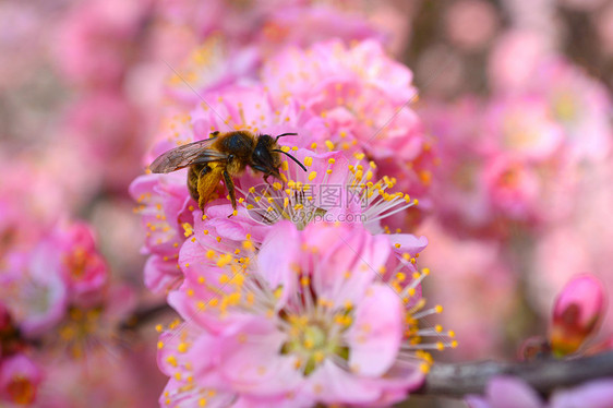 蜜蜂在樱花上采蜜图片