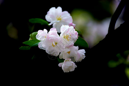 海棠花背景图片