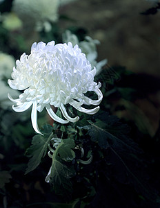 白菊花菊花悼念高清图片