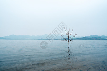 湖边的枯树图片