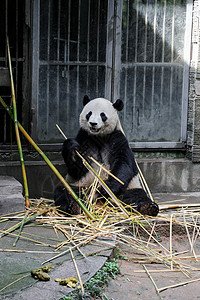 微笑的熊猫图片
