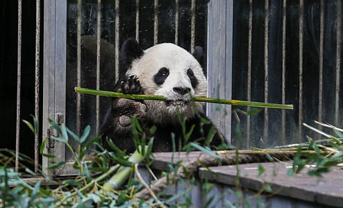 熊猫熊猫吃竹子高清图片