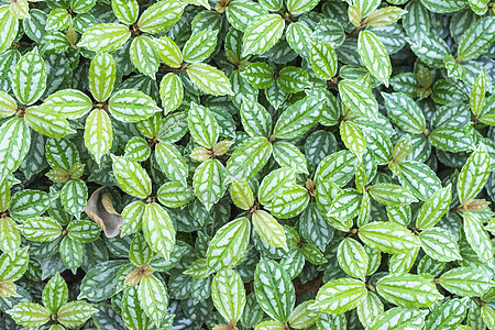 植物叶片背景图片