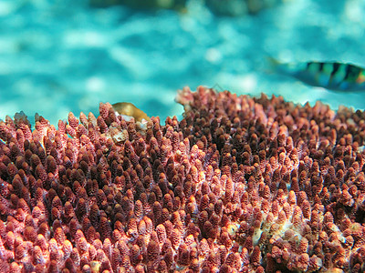 马来西亚仙本那海底珊瑚图片