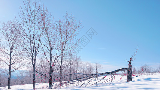 东北雪乡森林背景