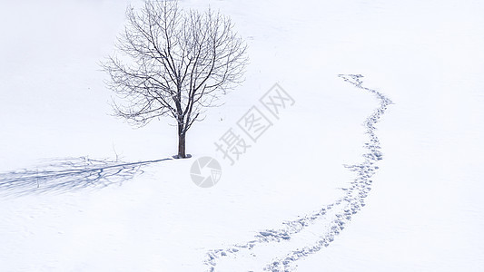 雪乡雪景孤独的树图片