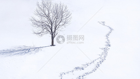 雪乡雪景孤独的树图片