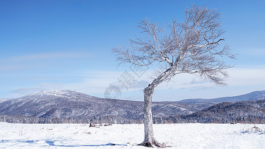 冬季旅游雪乡雪景孤独的树背景