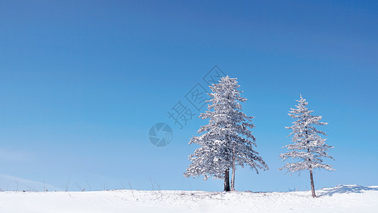 雪乡雪景孤独的树图片