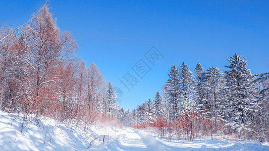 东北雪乡森林背景