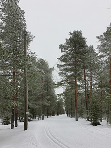 芬兰洛瓦涅米冰雪世界森林雪松高清图片