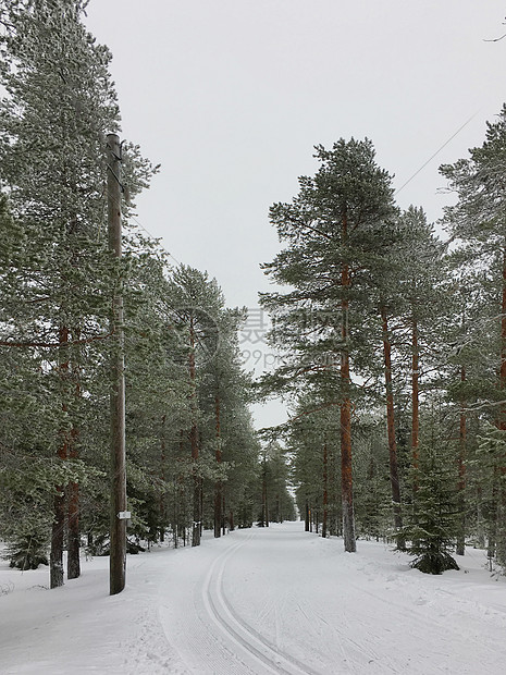 芬兰洛瓦涅米冰雪世界森林雪松图片