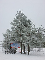 芬兰洛瓦涅米冰雪世界森林雪松图片