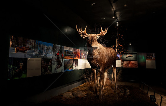 芬兰洛瓦涅米北极圈自然博物馆麋鹿标本图片