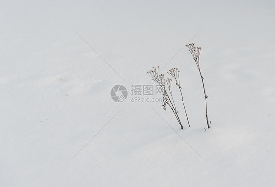雪地里的枯草图片