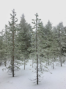 芬兰洛瓦涅米冰雪世界森林雪松高清图片