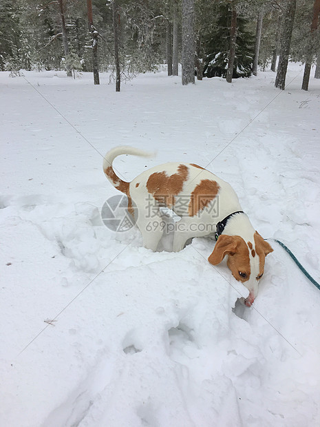 芬兰洛瓦涅米冰雪世界森林玩雪的狗图片