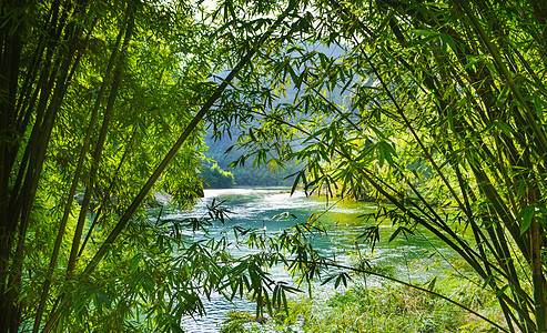 武夷山竹林背景图片
