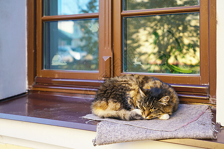 白俄罗斯沉睡的猫咪图片