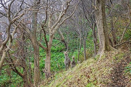 日本北海道鹿图片