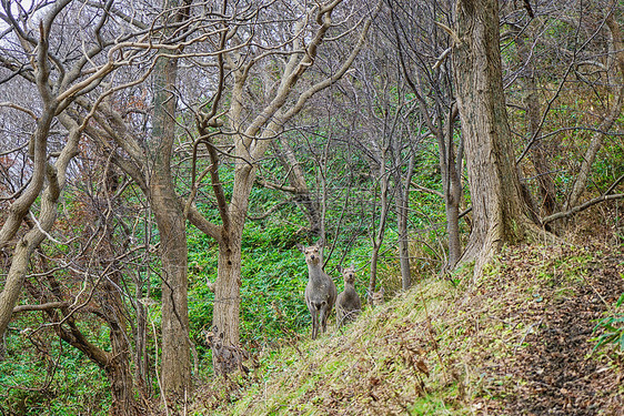 日本北海道鹿图片
