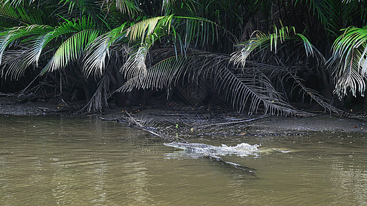 文莱汶莱河鳄鱼图片