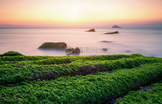 海岸绿苔图片