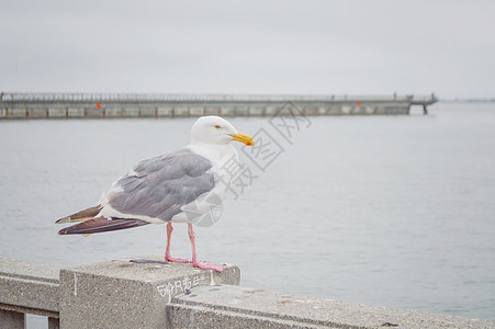 美国旧金山海鸥图片