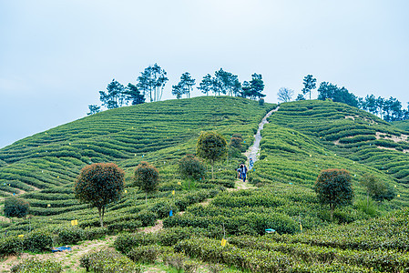 江苏天目湖茶园背景图片