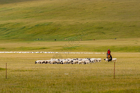 新疆草原牧民牲畜背景图片