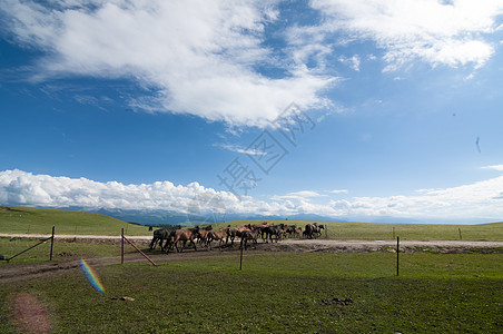 新疆牧场风景图片