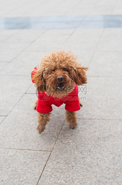 泰迪犬图片