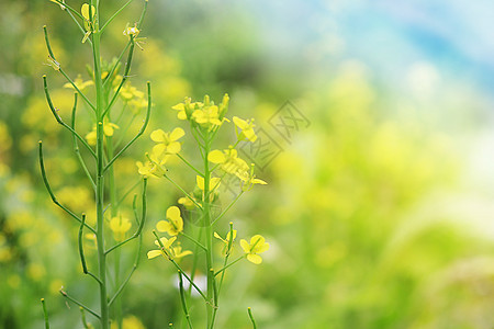 春节油菜花图片