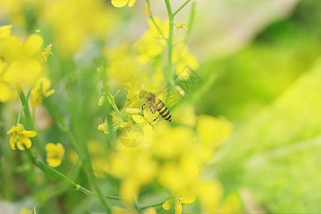 油菜花与蜜蜂图片