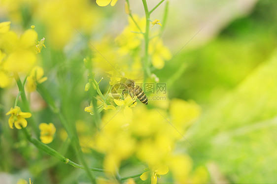 油菜花与蜜蜂图片