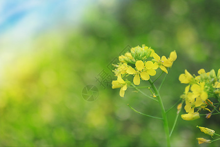 春天油菜花图片