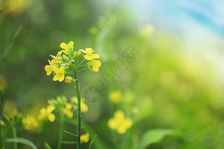 春天的油菜花图片