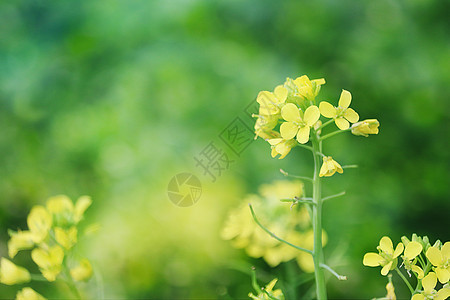 春季油菜花图片