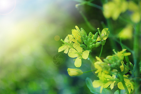 油菜花图片