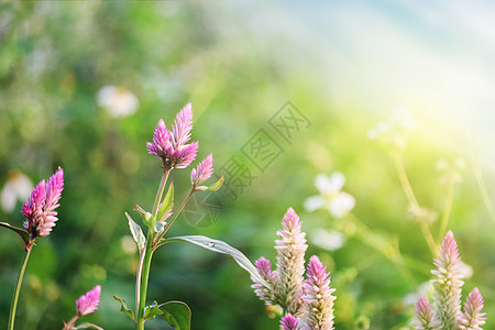 春天野花背景图片