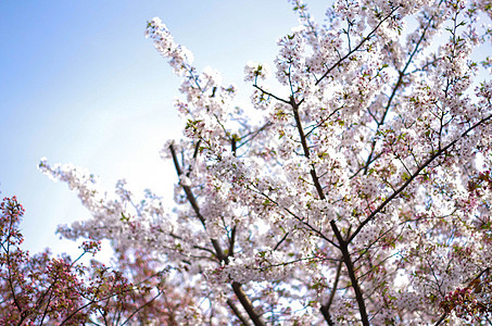 早春盛开的樱花图片