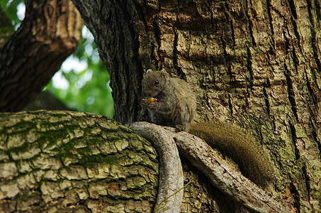 树上进食的野生松鼠图片