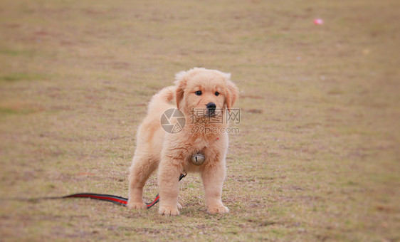 金毛幼犬图片