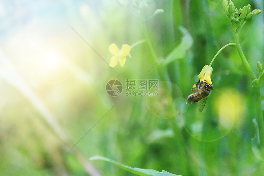 勤劳的蜜蜂图片